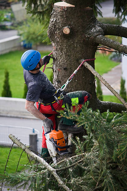 Best Lawn Drainage Solutions  in El Macero, CA